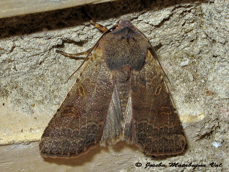 Noctuidae di questa fine settimana 4 - Agrochola (Agrochola) lychnidis